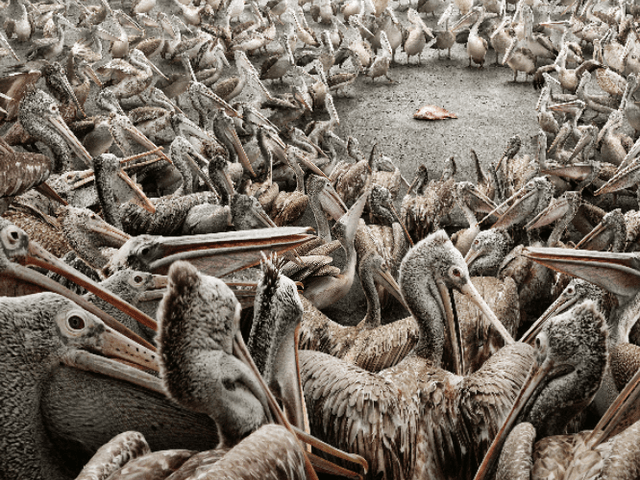 pelicans sale